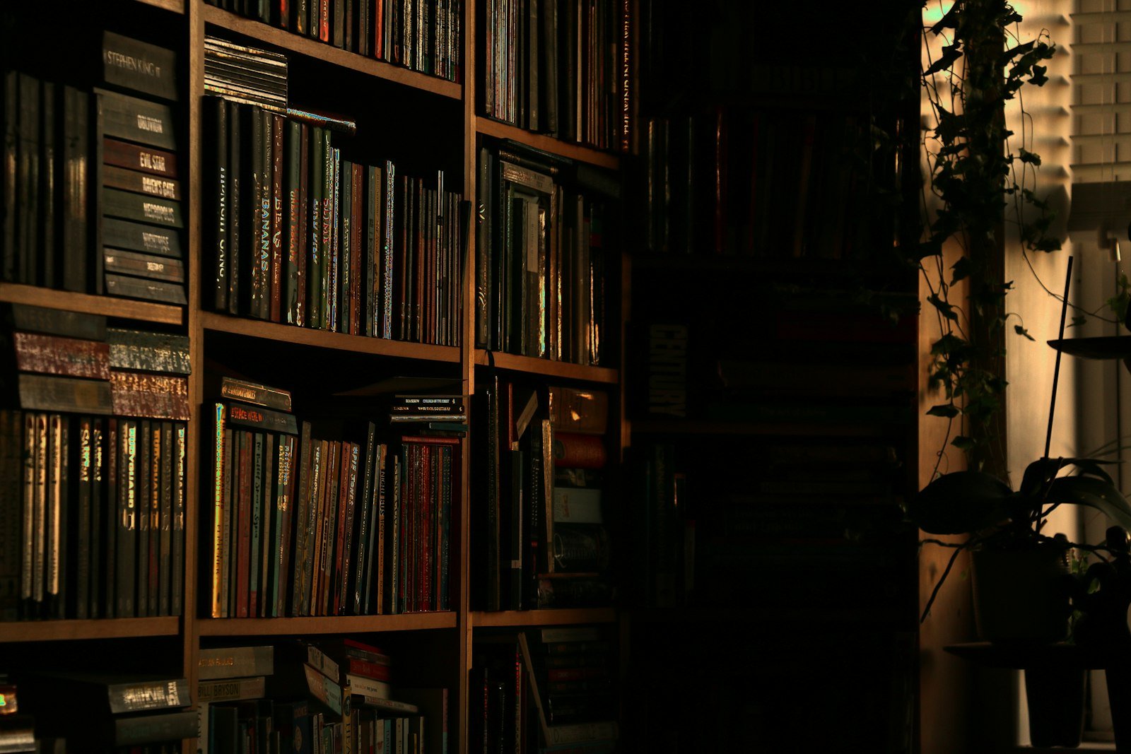 A warm-lit bookshelf